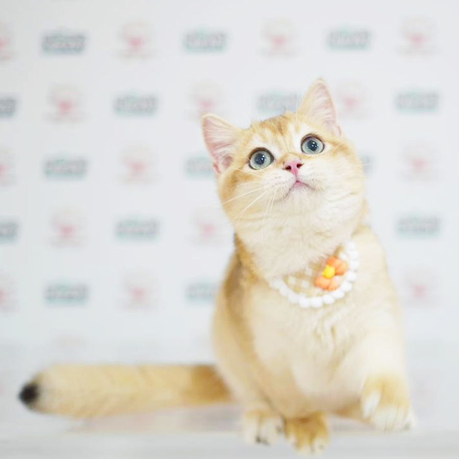 British Shorthair Kitten