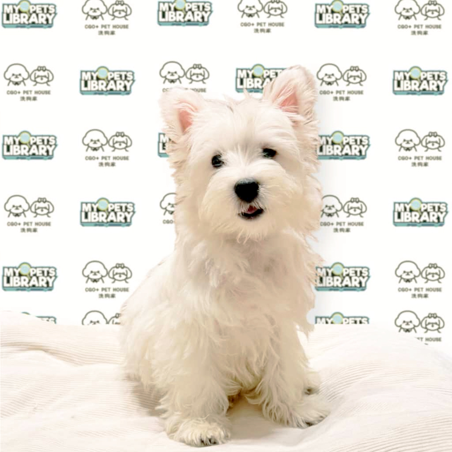 West Highland Terrier Puppy
