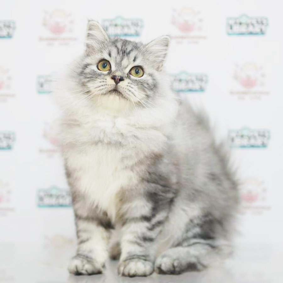 American Longhair Kitten