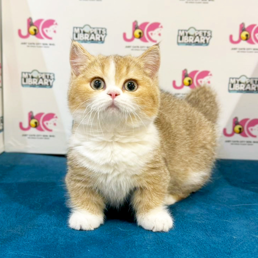 Munchkin Kitten