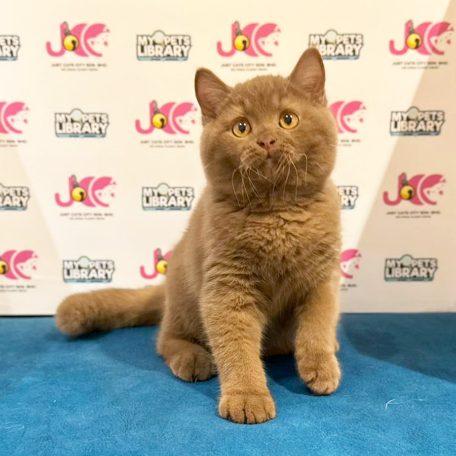 British Shorthair Kitten