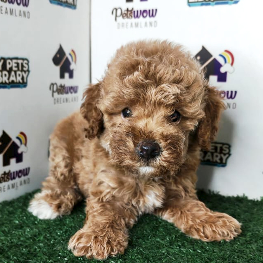 Poodle Puppy