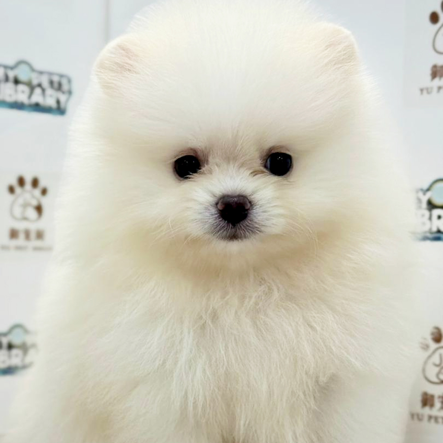 Pomeranian Puppy
