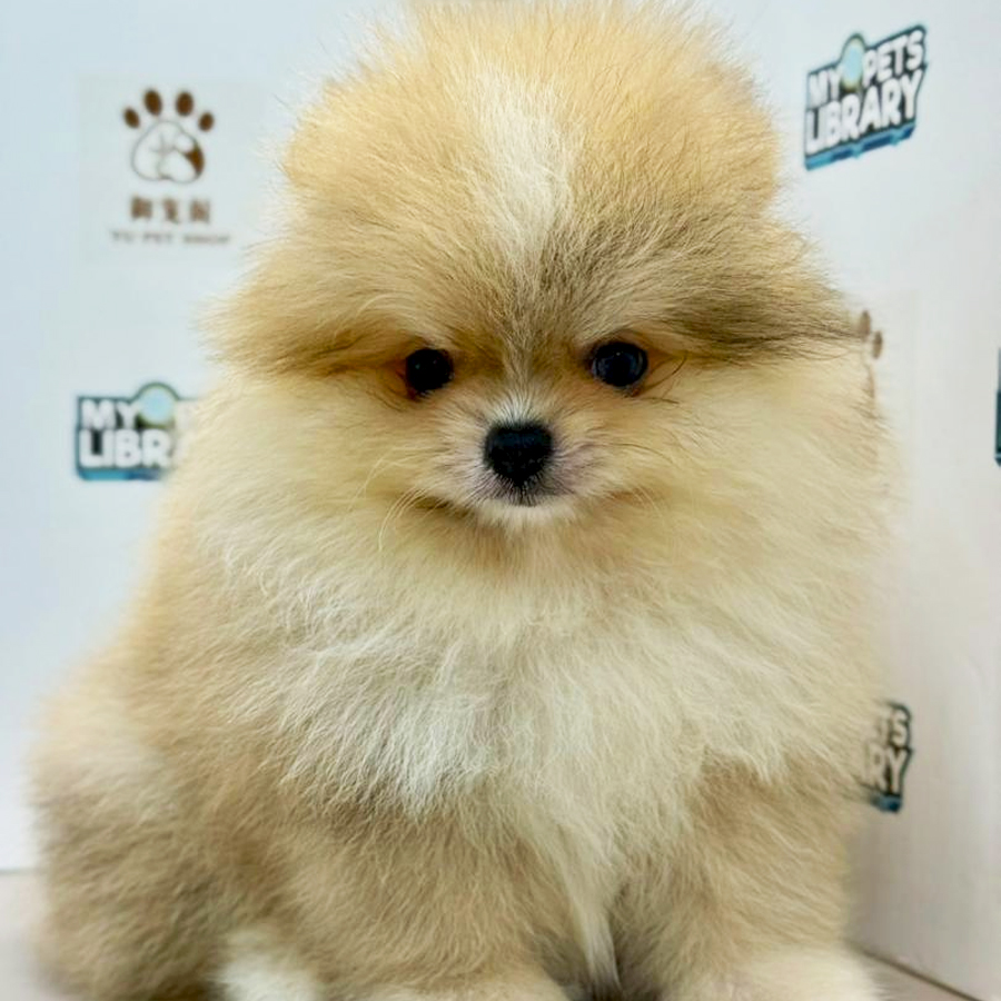 Pomeranian Puppy