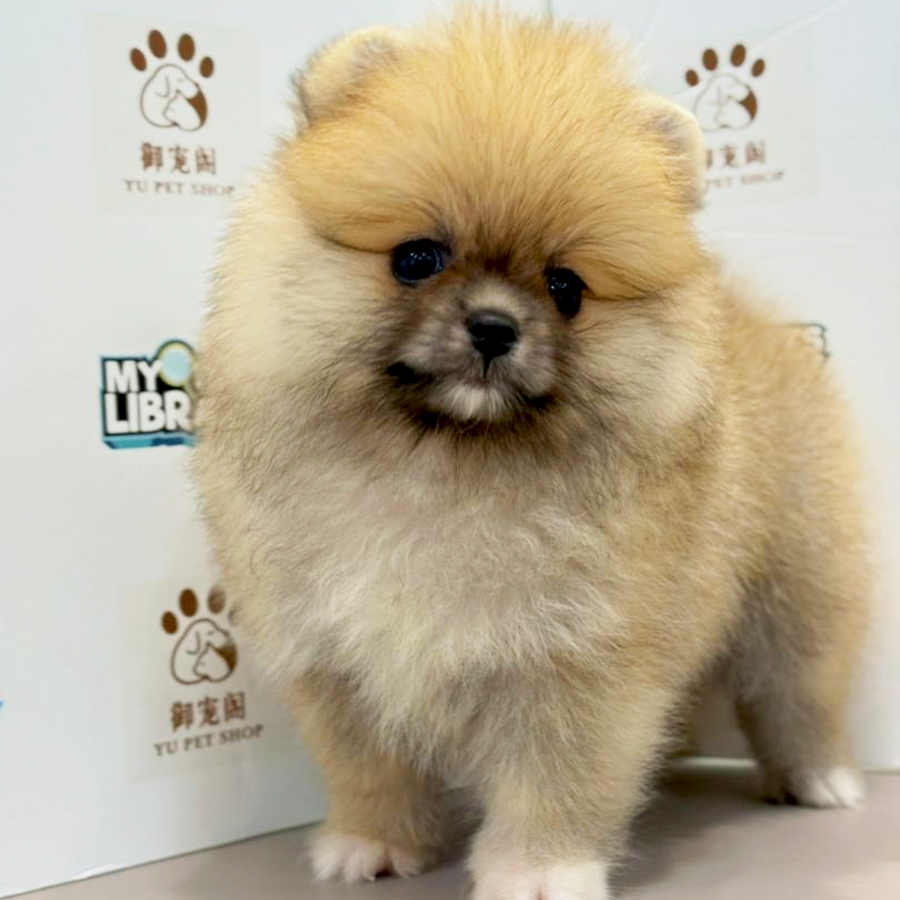 Pomeranian Puppy