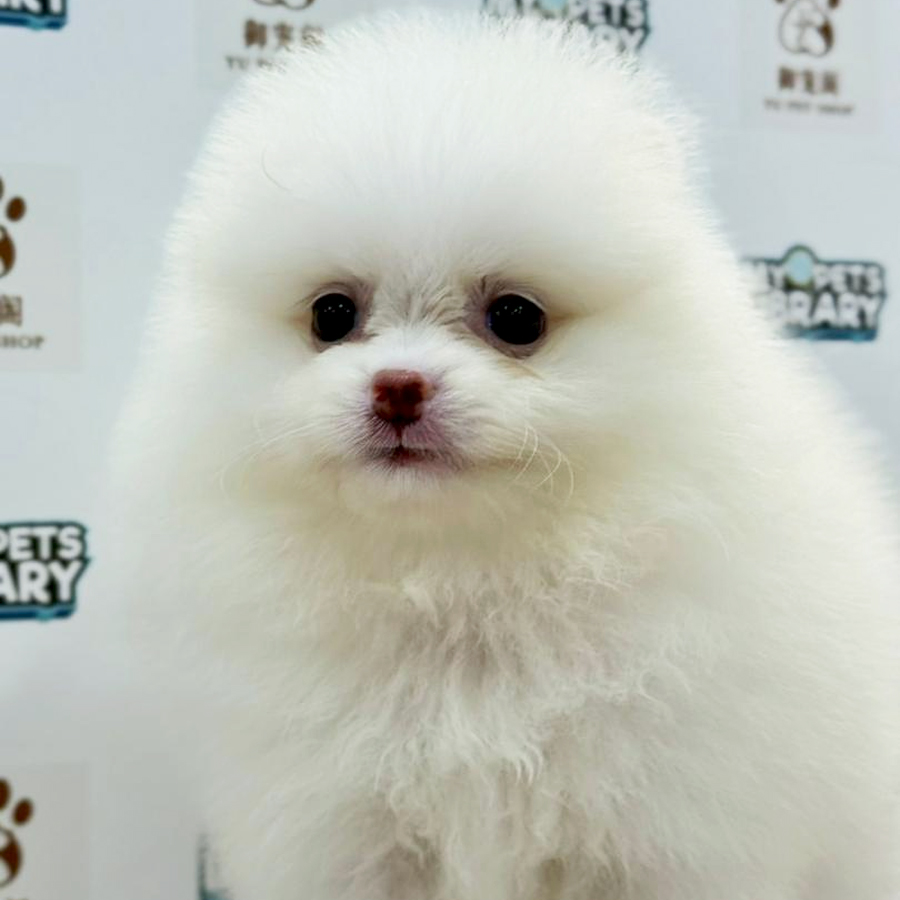 Pomeranian Puppy