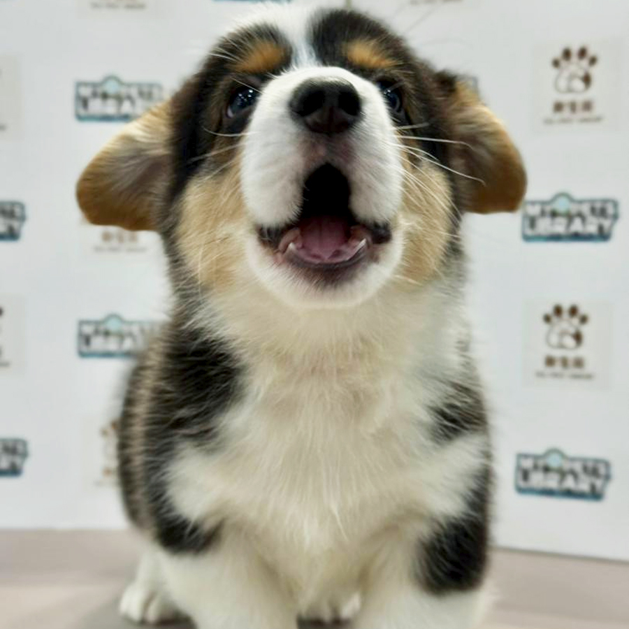 Welsh Corgi Puppy