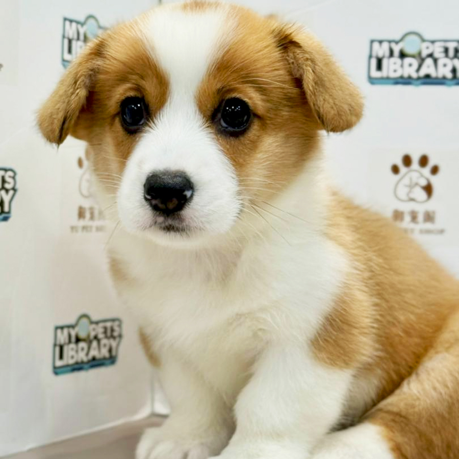 Welsh Corgi Puppy