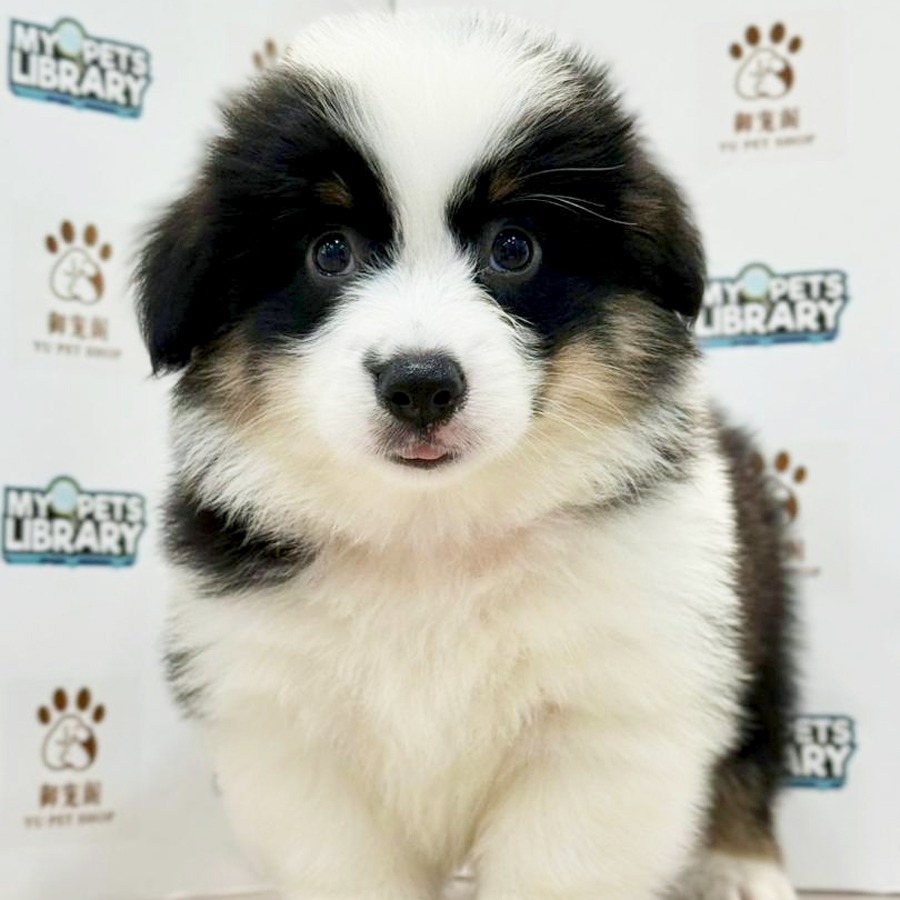 Welsh Corgi Puppy