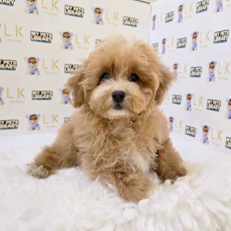 Maltipoo Puppy