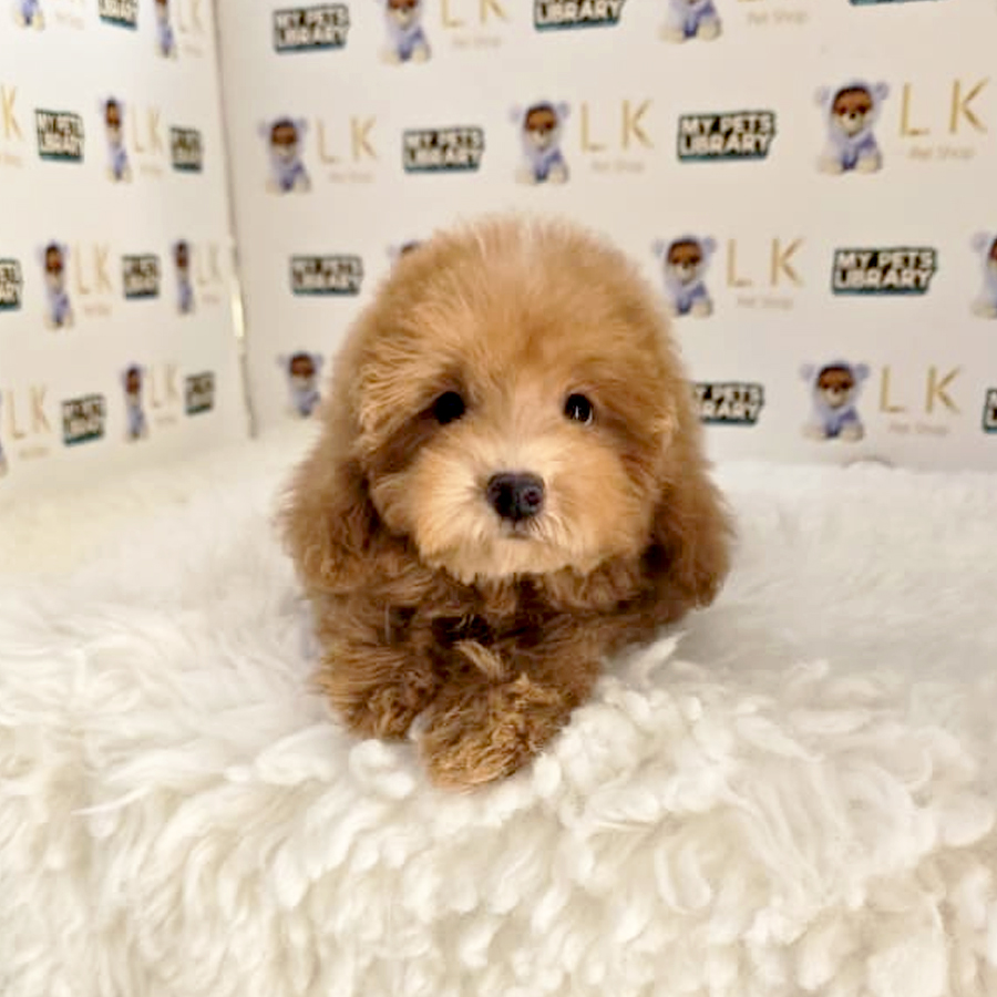 Tiny Maltipoo Puppy
