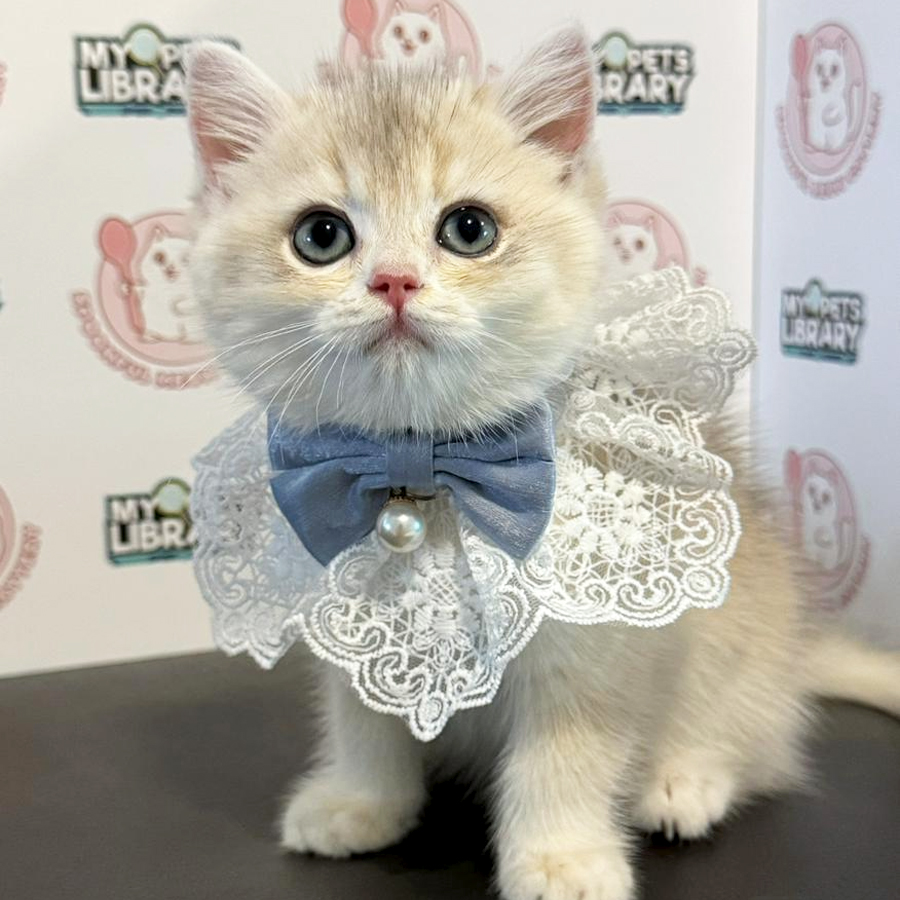 British Shorthair Kitten