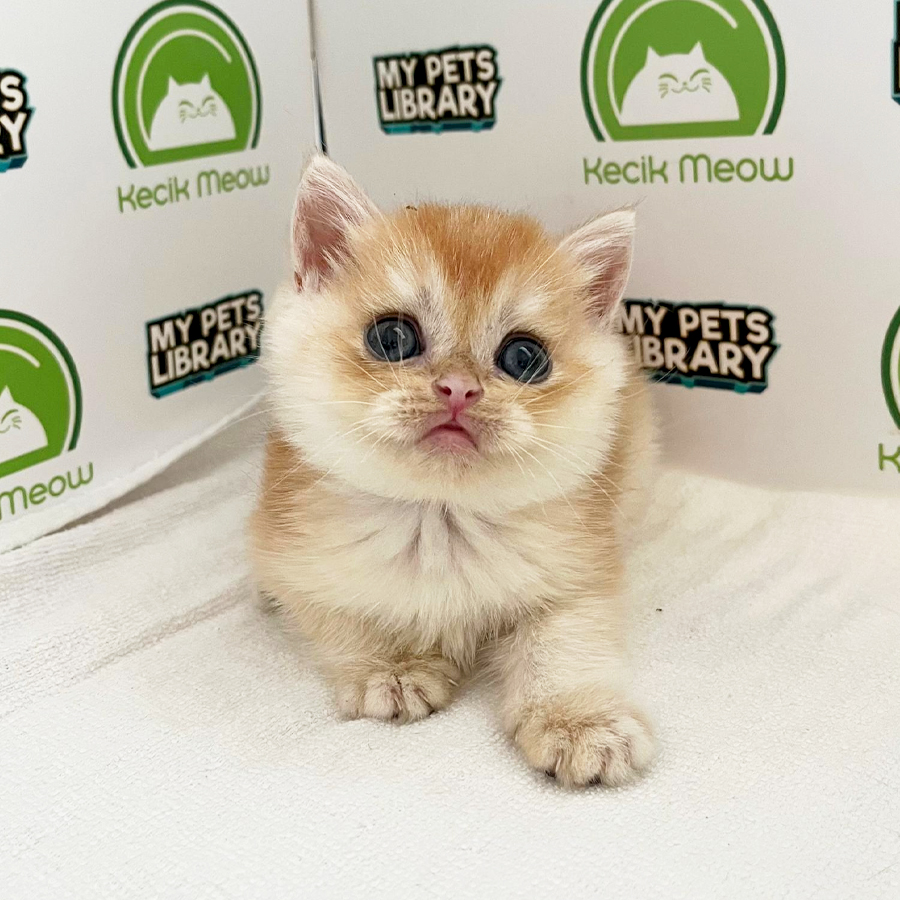 British Shorthair Kitten