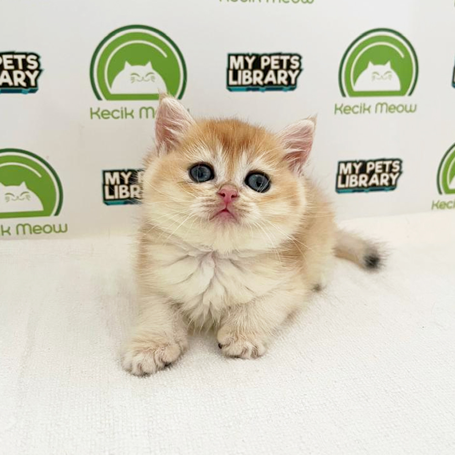British Shorthair Kitten