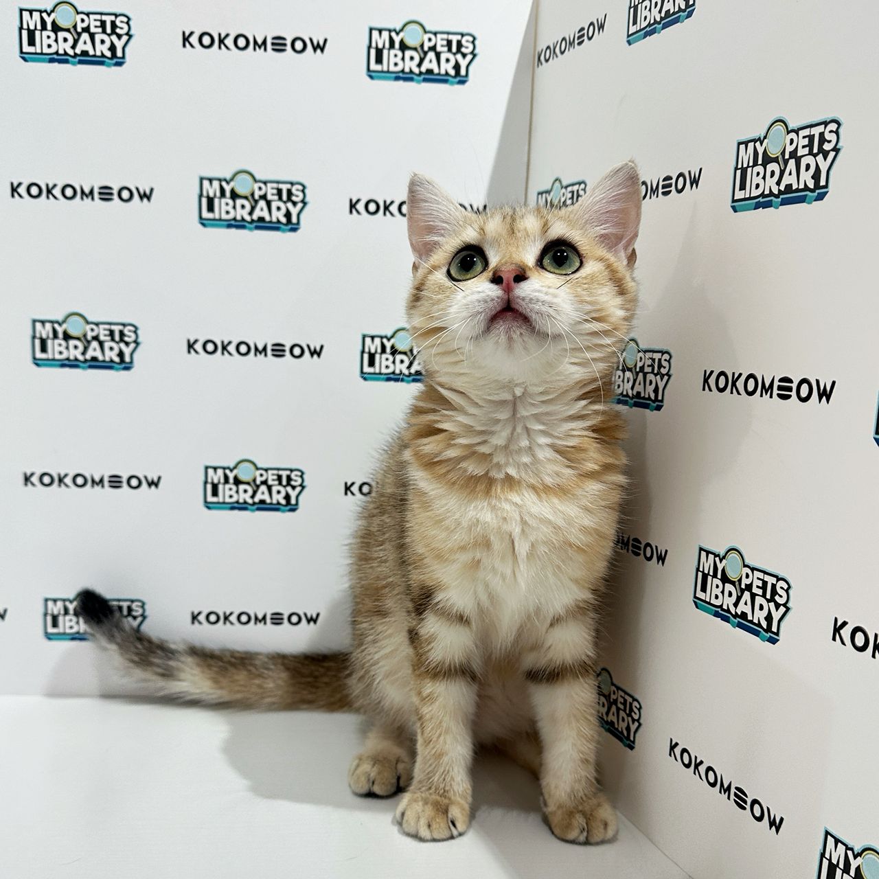 British Shorthair Kitten