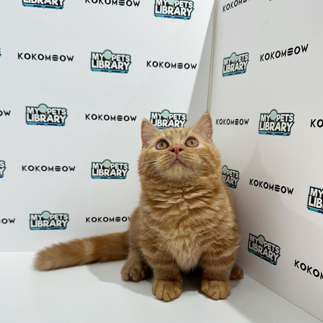 Super Short Munchkin British Shorthair Kitten