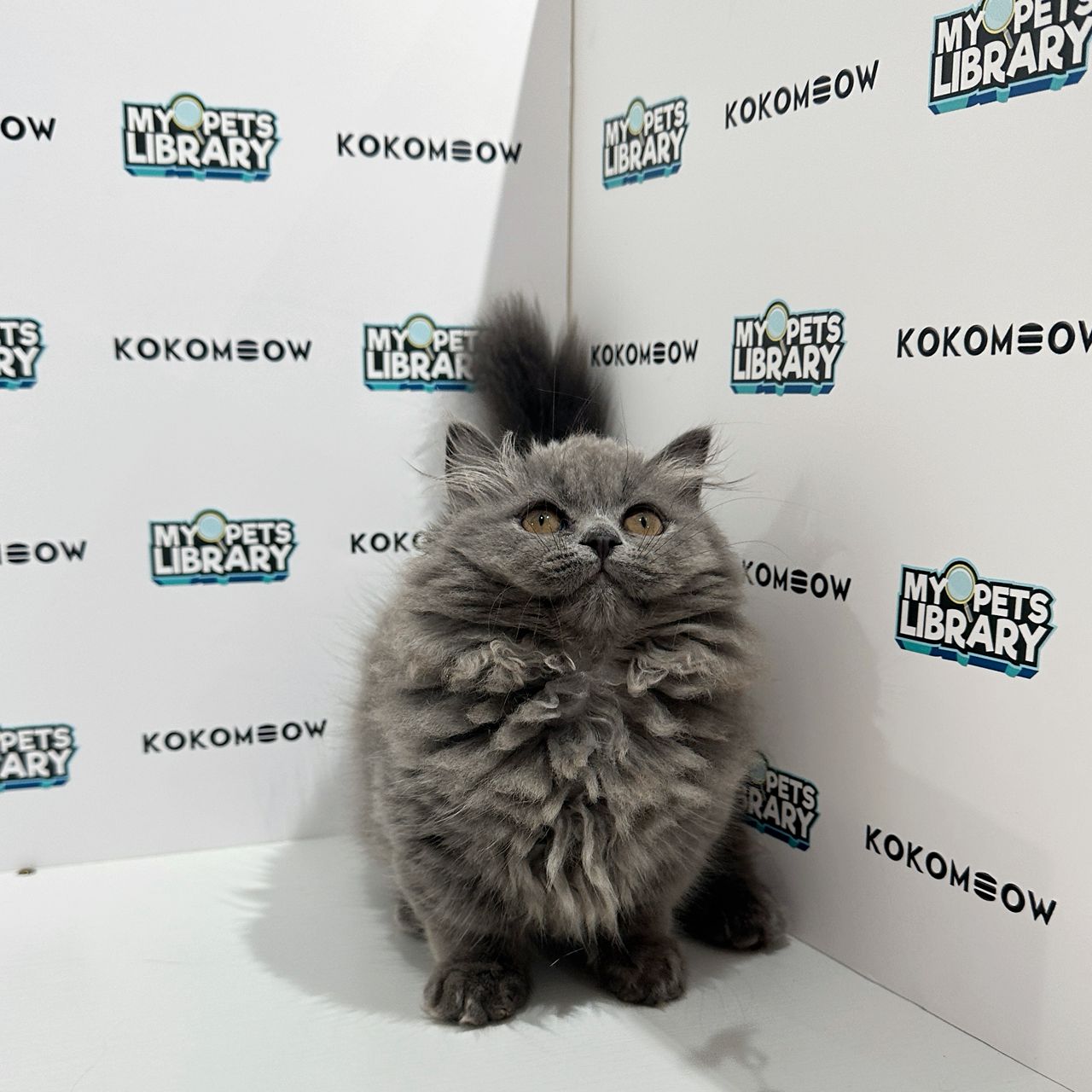 Super Short Minuet Napoleon Kitten