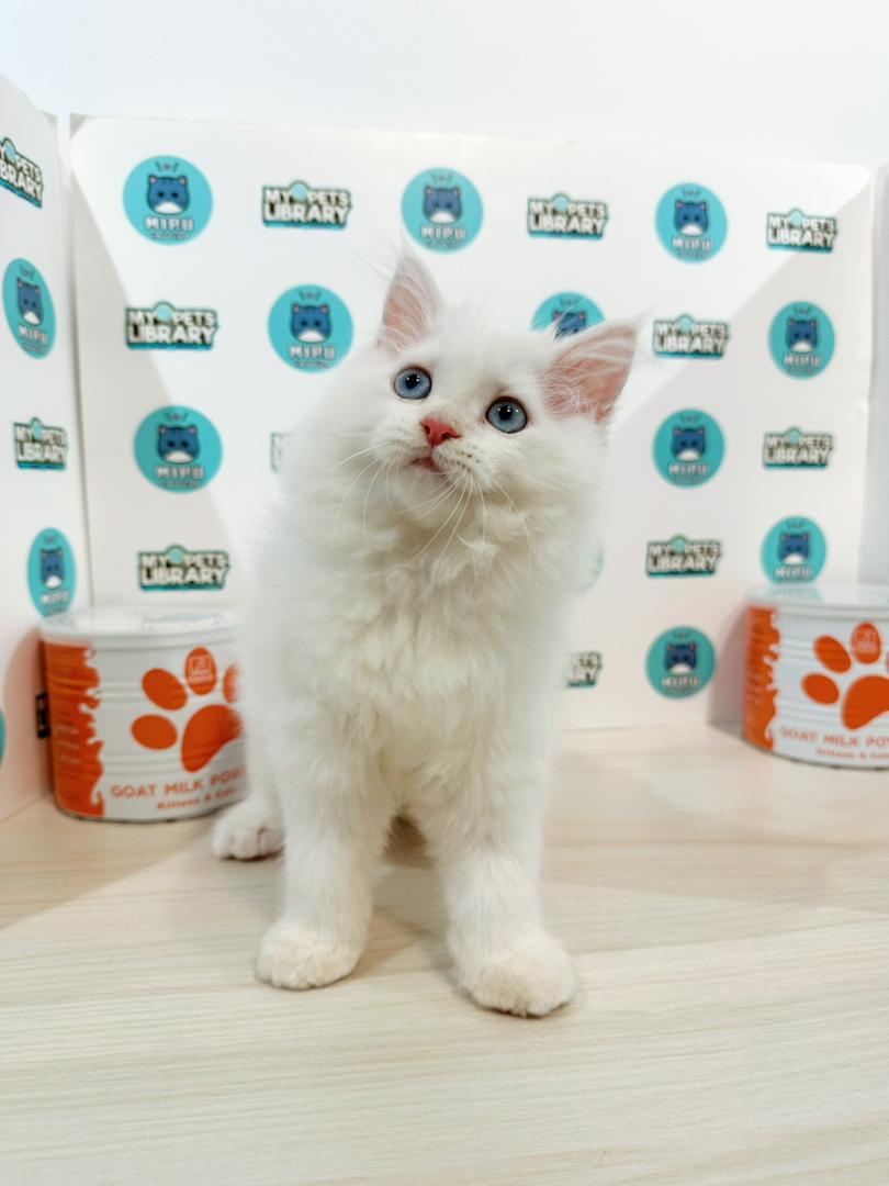 Scottishstraight Kitten