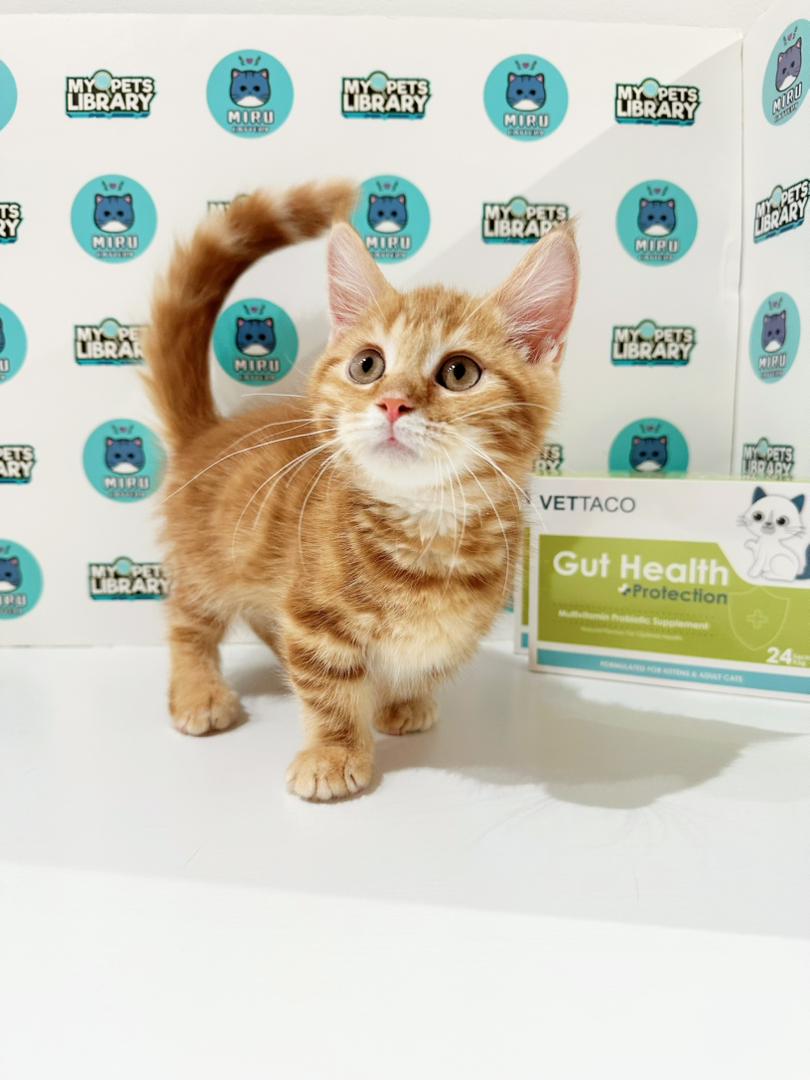 Short Leg Munchkin British Shorthair Kitten