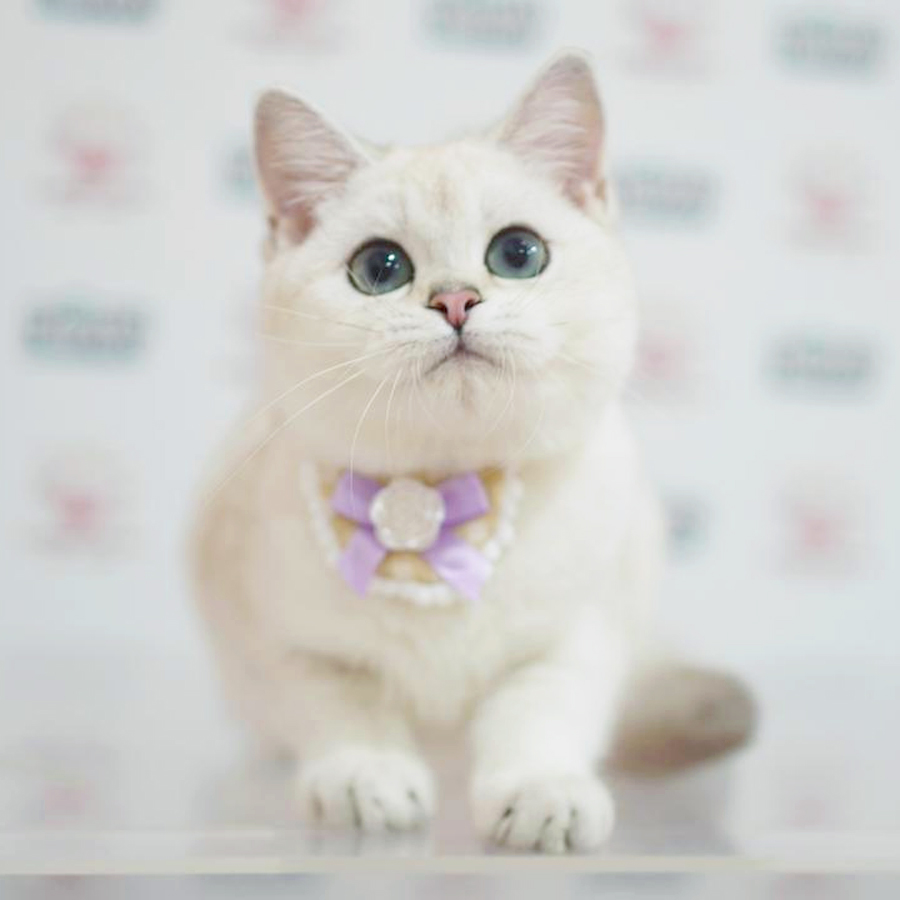 British Shorthair Kitten