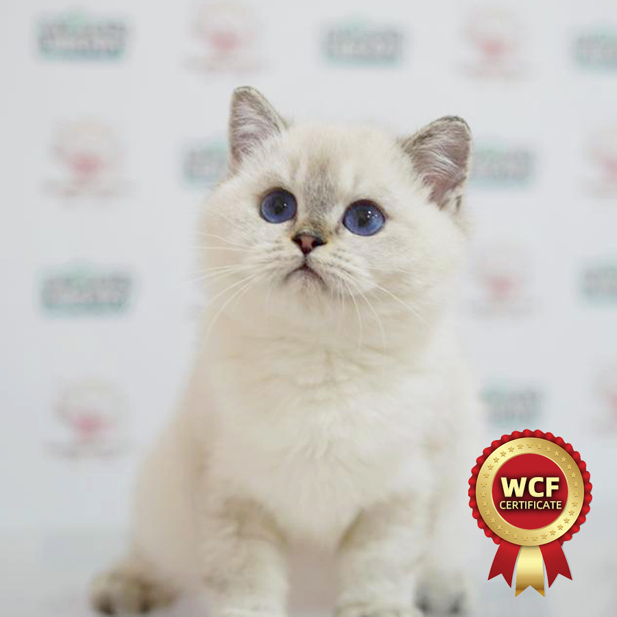 WCF British Shorthair Kitten