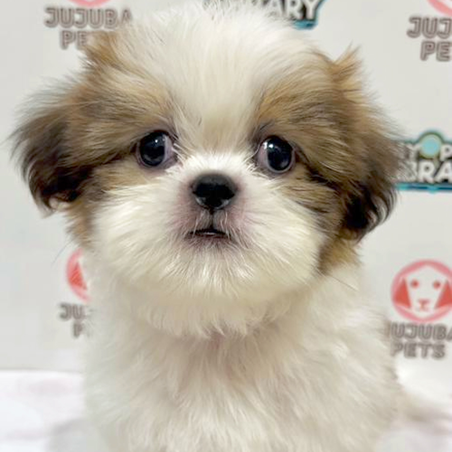 Shih Tzu Puppy