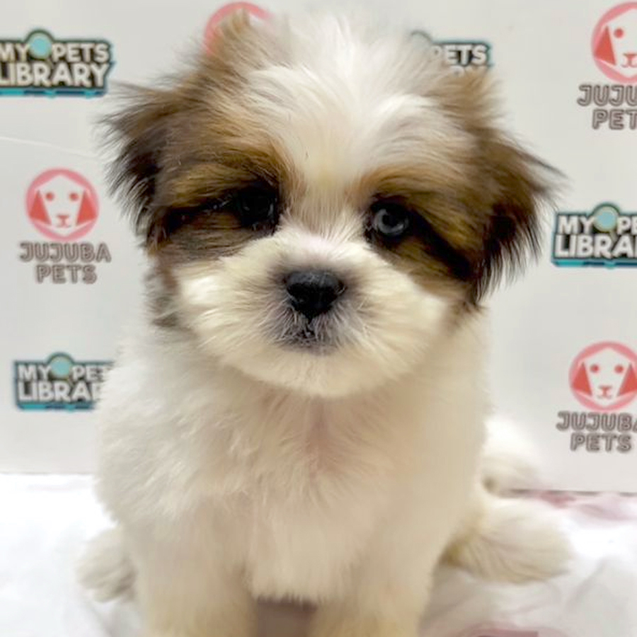 Shih Tzu Puppy