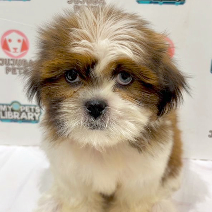 Shih Tzu Puppy