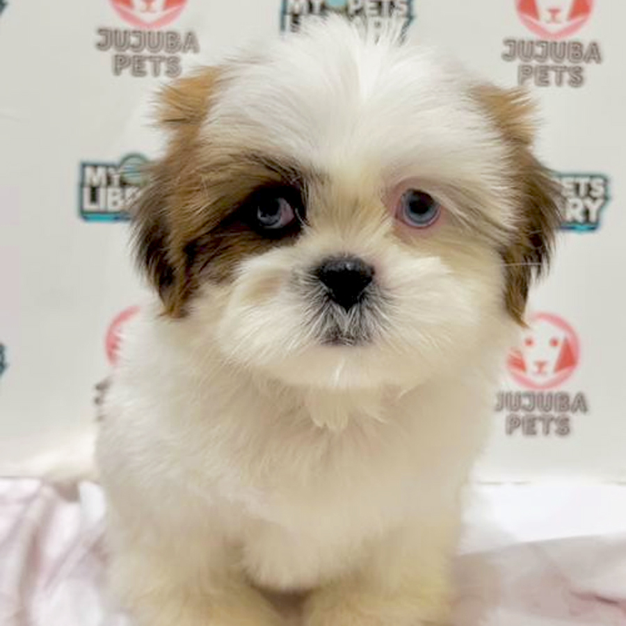 Shih Tzu Puppy