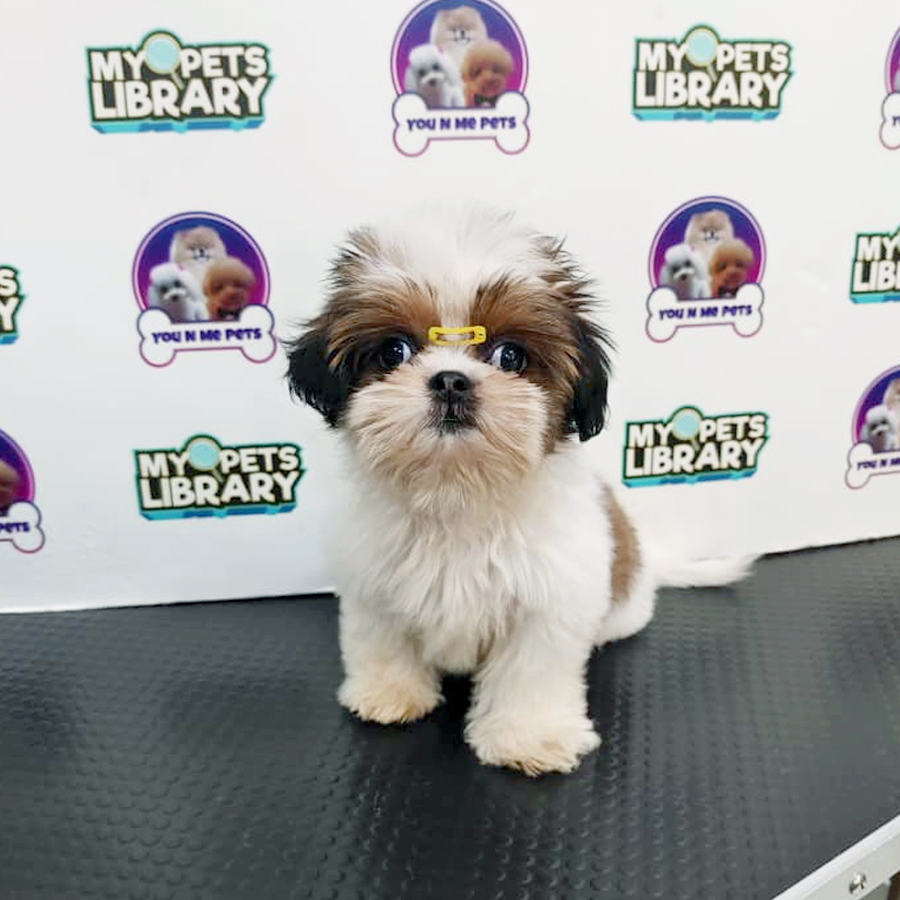 Mini Shih Tzu  Puppy