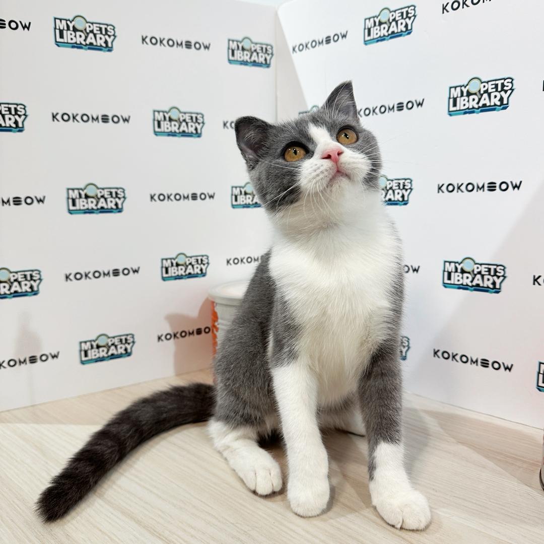 Scottishstraight Kitten