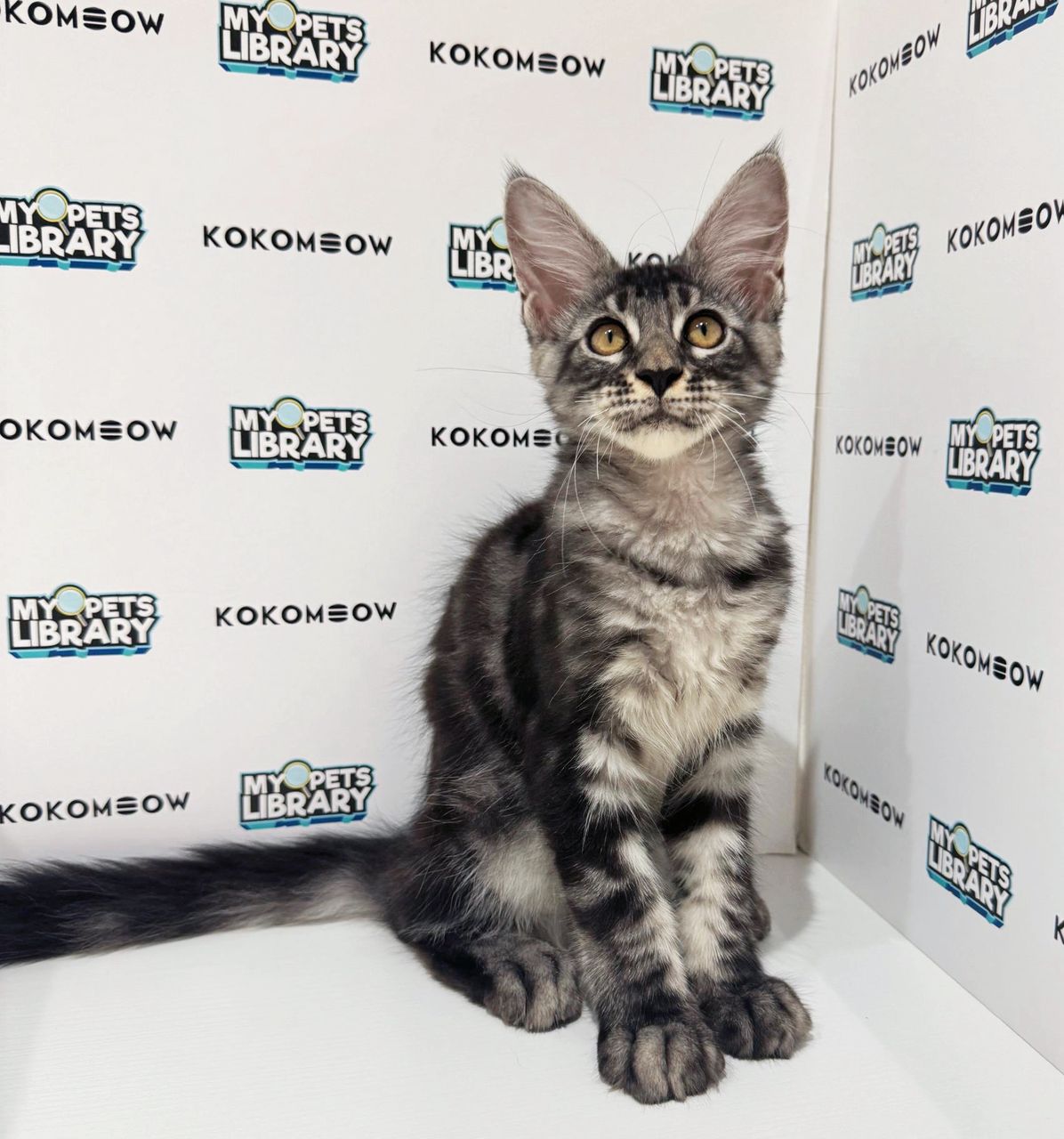 Maine Coon Kitten