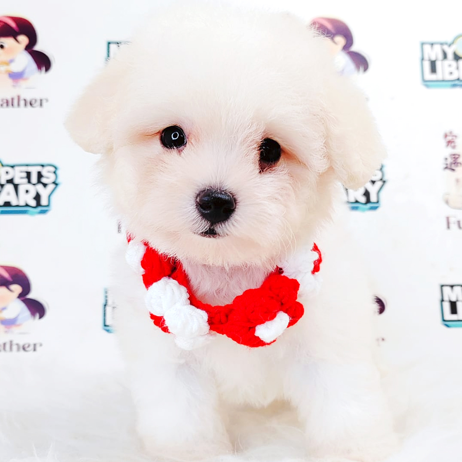 Poochon Puppy
