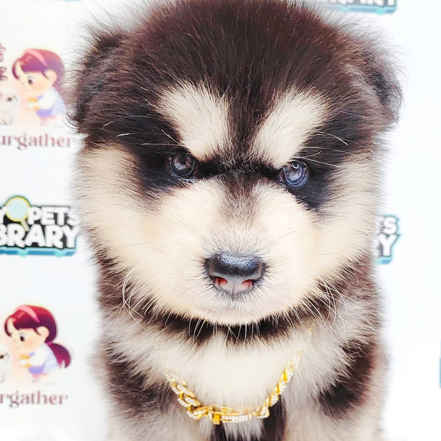 Alaskan Malamute Puppy