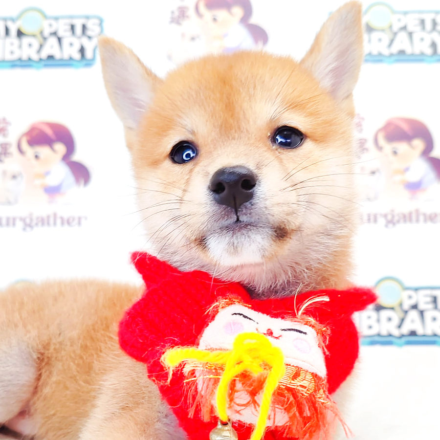 Shiba Inu Puppy