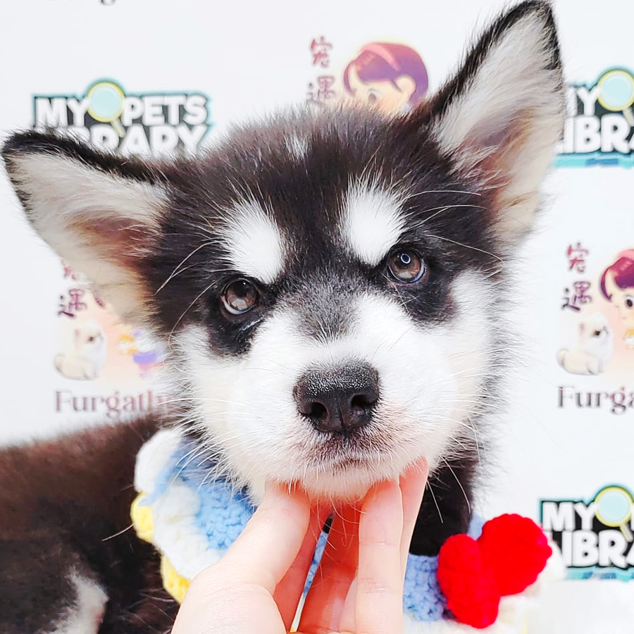 Alaskan Husky Puppy