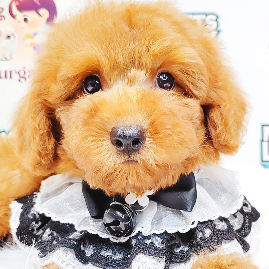 Poodle Puppy