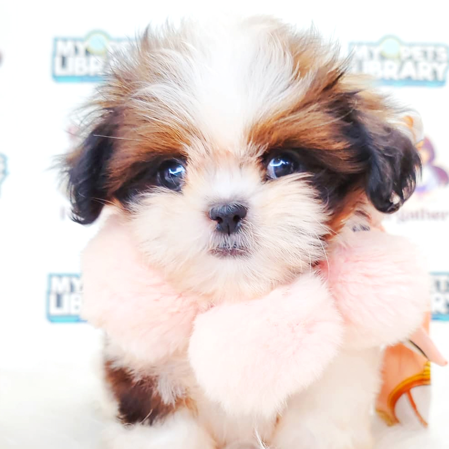 Shih Tzu Puppy