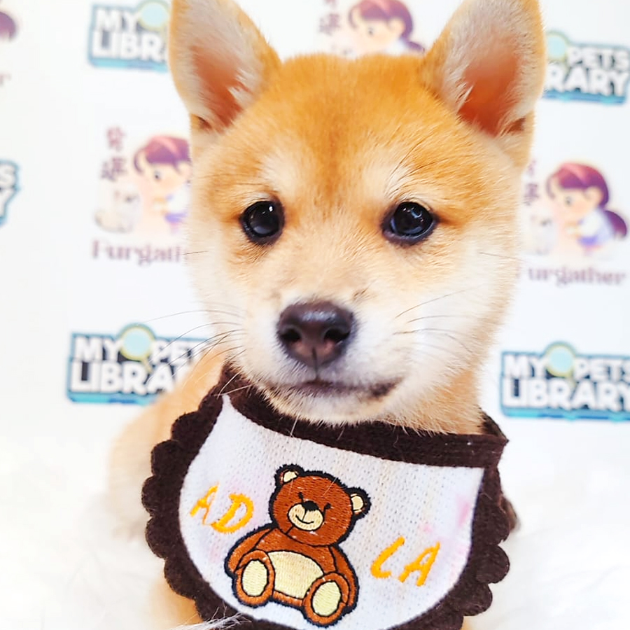 Mame Shiba Inu Puppy