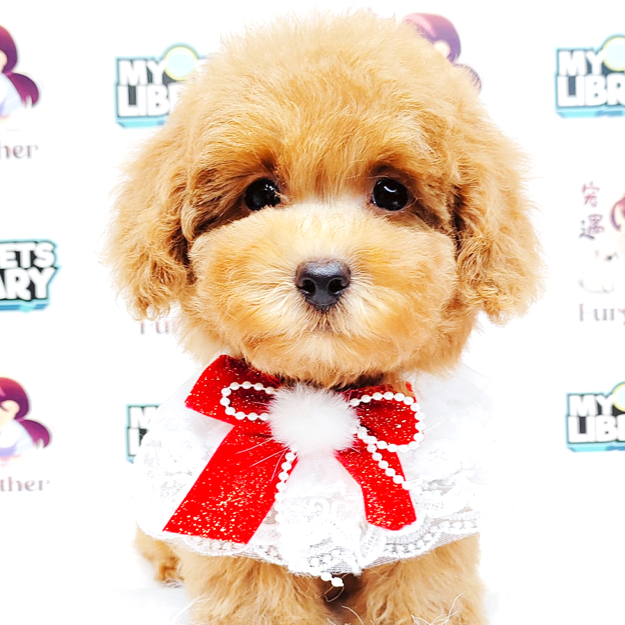 Poodle Puppy