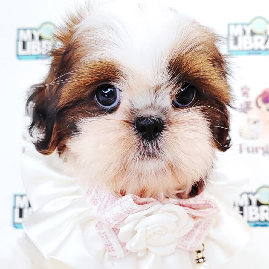 Shih Tzu Puppy