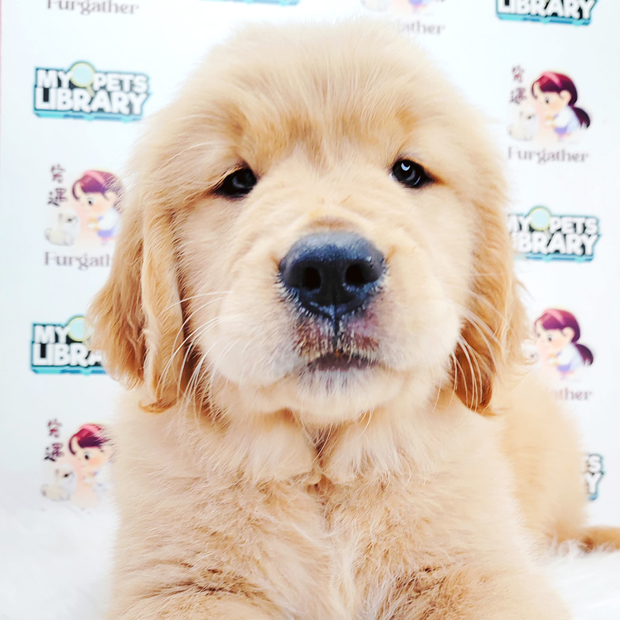 Golden Retriever Puppy