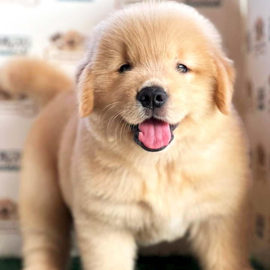 Golden Retriever Puppy