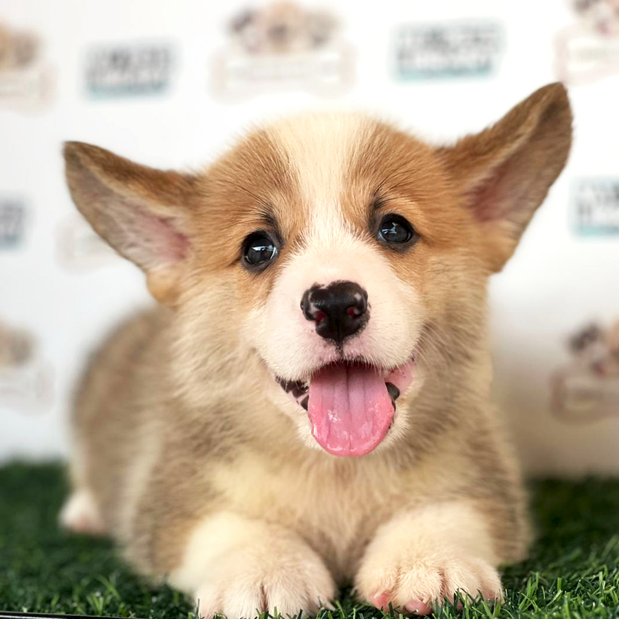 Welsh Corgi Puppy