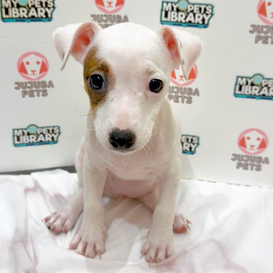 Jack Russell Puppy