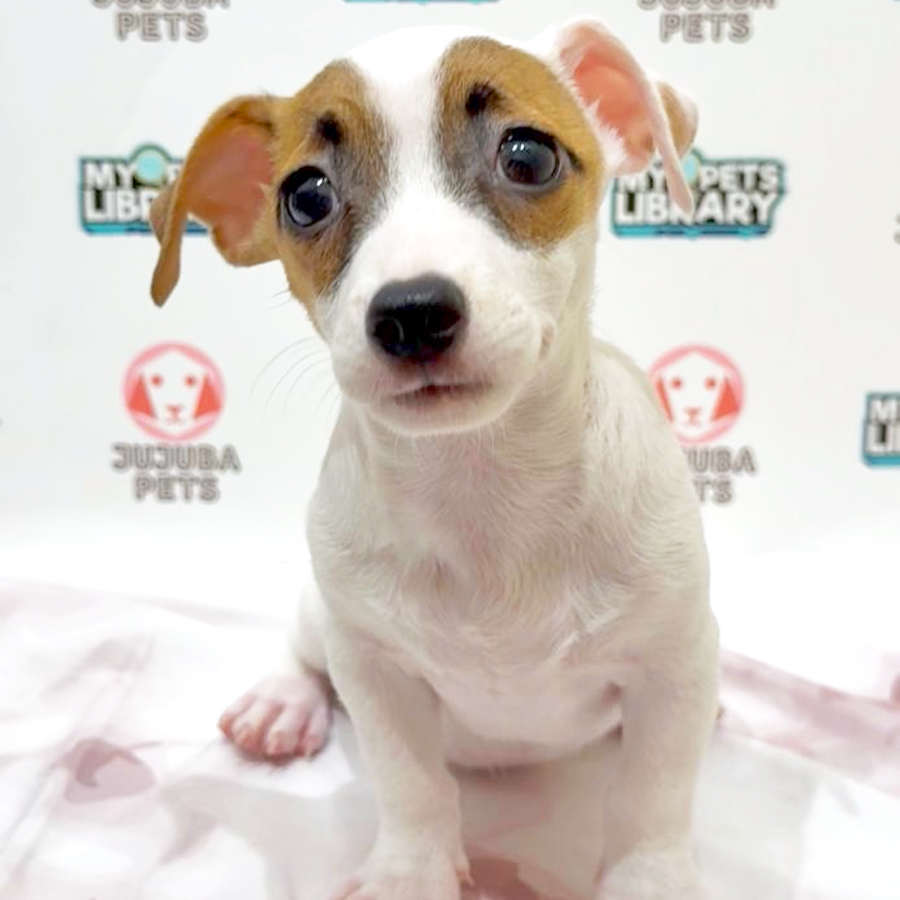 Jack Russell Puppy