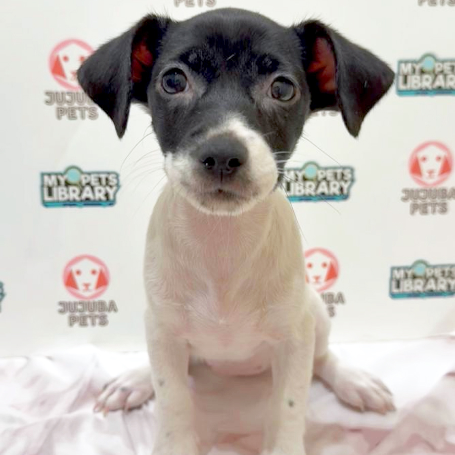Jack Russell Puppy