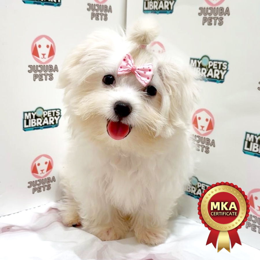 MKA Maltese Puppy