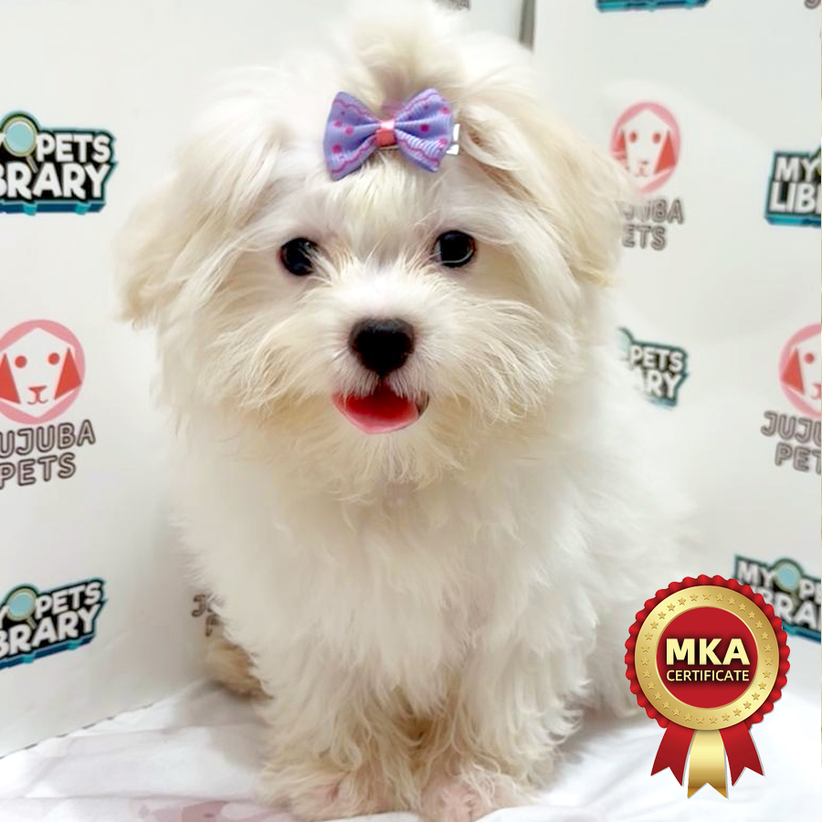 MKA Maltese Puppy
