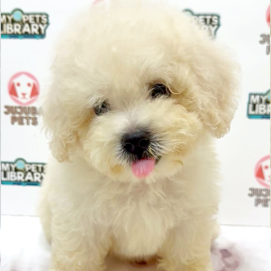 Toy Poodle Puppy